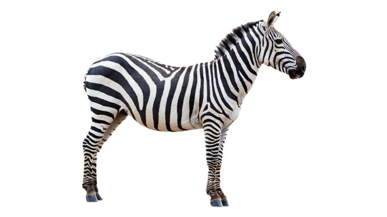zebra-1920